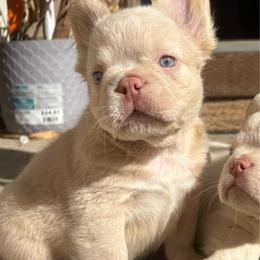 Frost - White male French Bulldog puppy in Puyallup, Washington from Frenchie Frenzzie Fluffy French Bulldogs