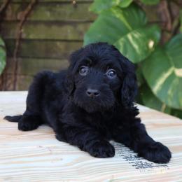 Vela - Black female Goldendoodle puppy in Palmetto Bay, Florida from SOMIDOODLES