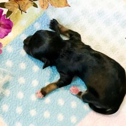 Rachel - Black Havanese puppy in Ruther Glen, Virginia from Havanese