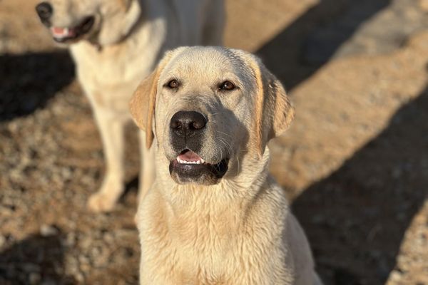 A wet labrador retriever sits looking up at the camera