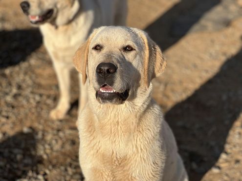 A wet labrador retriever sits looking up at the camera