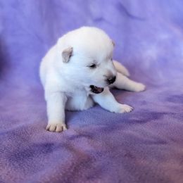 Pomsky Puppies from Valparaiso Pomskys