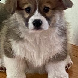 Pembroke Welsh Corgis from Pluperfect