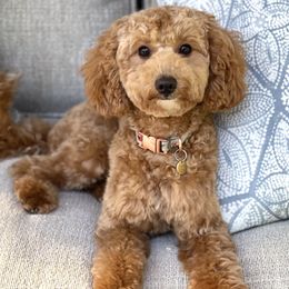 Goldendoodles from Nuttall's Goldendoodles