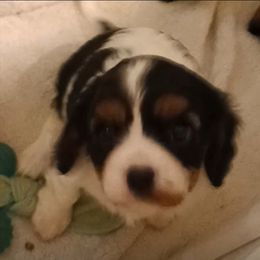 Truffle - Tri-color female Cavalier King Charles Spaniel puppy in East Providence, Rhode Island from Marta's Cavaliers