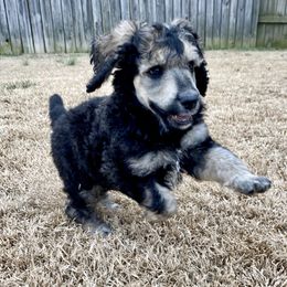 Poodle Puppies from Cosmic Caliber Standard Poodles