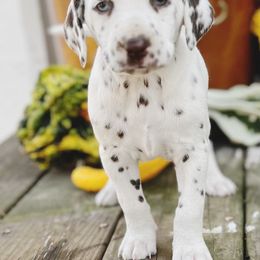 Dalmatian Puppies from Cookies & Cream Dalmatians