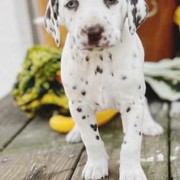 Dalmatian Puppies from Cookies & Cream Dalmatians