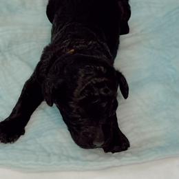 Poodle Puppies from Simplicity Poodles