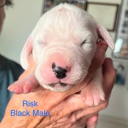 Risk - White and black male Dalmatian puppy in New Jersey from Prestige Dalmatians