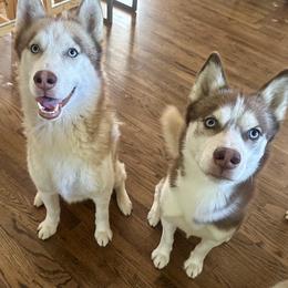 Siblings: Phoenix and Helios - Red and white male Siberian Husky puppy in Boulder, Colorado from Mahavidya Siberians