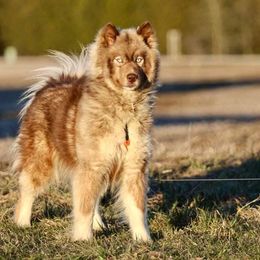 Raya - Siberian Husky