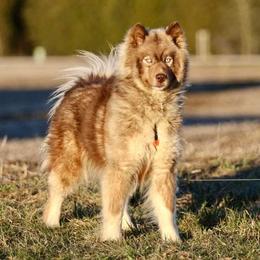 Raya - Siberian Husky
