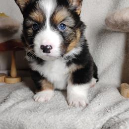Fluffy Silver Collar - Black and tan male Pembroke Welsh Corgi puppy in Yelm, Washington from Tolbolton Creek Corgis