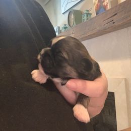 Girl 2 - Shih Tzu puppy in Chesapeake, Virginia from Gogol Family Shih Tzus