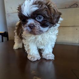 Shih Tzu Puppies from Morgan's Shih Tzus