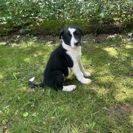 R7 - Black and white female Border Collie puppy in Milton, Pennsylvania from C&C Border Collies