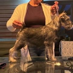Freya - Pepper and salt female Standard Schnauzer puppy in Wadsworth, Ohio from Braveheart Standard Schnauzers
