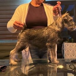 Freya - Pepper and salt female Standard Schnauzer puppy in Wadsworth, Ohio from Braveheart Standard Schnauzers