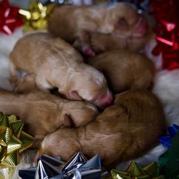 Last pick Female - Apricot female Goldendoodle puppy in Mc Arthur, California from California Golden Love
