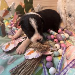 Spot On Minnie - Black and white female Border Collie puppy in Avondale, Louisiana from Spot On Border Collies
