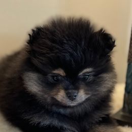 Pomeranian Puppies from Nikki’s lil Pomeranians