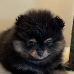Pomeranian Puppies from Nikki’s lil Pomeranians