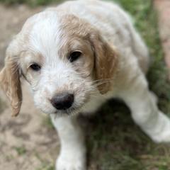 Saint Berdoodles from Summer's Saint Berdoodles