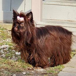 Willow - Yorkshire Terrier