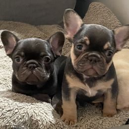 French Bulldog Puppies from Boise French Bulldogs