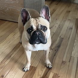 Minnie - French Bulldog