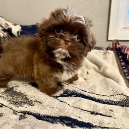 Dennis - Chocolate Shih Tzu puppy in Running Springs, California from Amanda's Shih Tzus