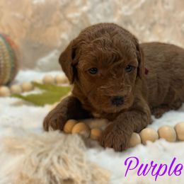 Purple Girl - Red  Goldendoodle puppy in Excelsior Springs, Missouri from Zoodles Micro Goldendoodles