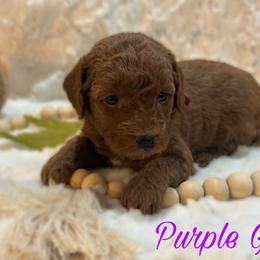 Purple Girl - Red  Goldendoodle puppy in Excelsior Springs, Missouri from Zoodles Micro Goldendoodles
