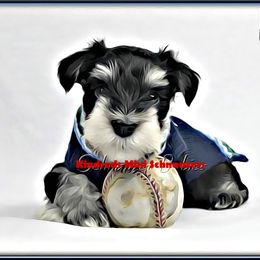 Miniature Schnauzer Puppies from Kindred’s Classic Miniature Schnauzers