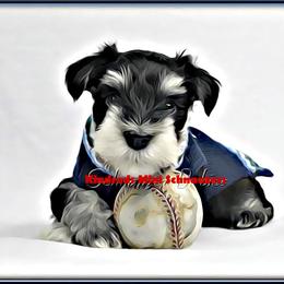 Miniature Schnauzer Puppies from Kindred’s Classic Miniature Schnauzers