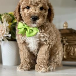 Luigi - Apricot male Poodle puppy in Kentucky from Deerly Poodles