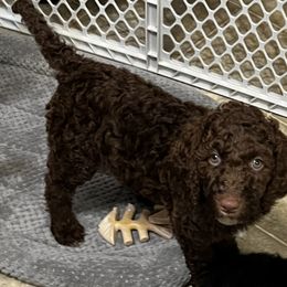 Socks - Chocolate Goldendoodle puppy in Franklin, North Carolina from Carolina Doodles