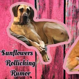Rumor - Great Dane