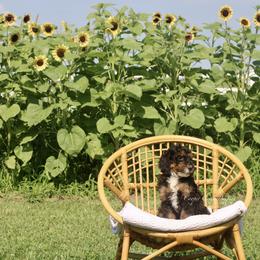 Gideon - Tri-color male Bernedoodle puppy in Lowry City, Missouri from Cooper Creek Puppies
