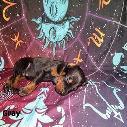 Gray - Black and rust female Doberman Pinscher puppy in Louisville, Kentucky from Ruiz Dobermans