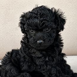 Jasmine - female Poodle puppy in Aurora, Colorado from Miroslava's Puppies