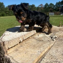 Dino - Black and tan male Yorkshire Terrier puppy in Jayess, Mississippi from Barbara Clark