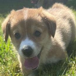 Green girl - Red female Pembroke Welsh Corgi puppy in Adairsville, Georgia from R&R Corgis