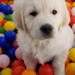 Golden Retrievers from Earth Angel Goldens