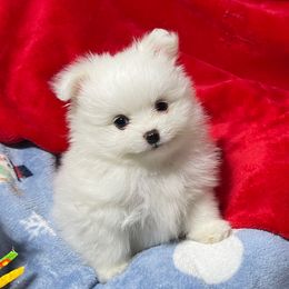 Flurry - White male Pomeranian puppy in Titus, Alabama from Harmony Pomeranians