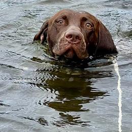 German Shorthaired Pointer All Grown Up from Windward German Shorthaired Pointers