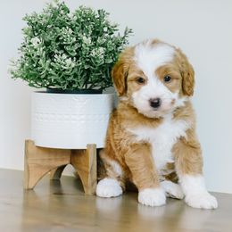 Boy 4 - Red male Bernedoodle puppy in Spanish Fork, Utah from K Brand Doodles