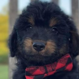Aussiedoodles, Australian Shepherds, and Miniature Australian Shepherds from Ten Mile Aussies