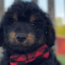 Aussiedoodles, Australian Shepherds, and Miniature Australian Shepherds from Ten Mile Aussies